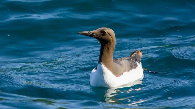 A generic picture of a guillemot on the water