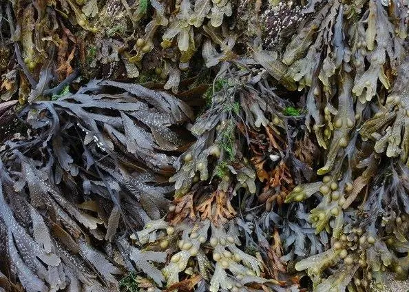 Seaweed