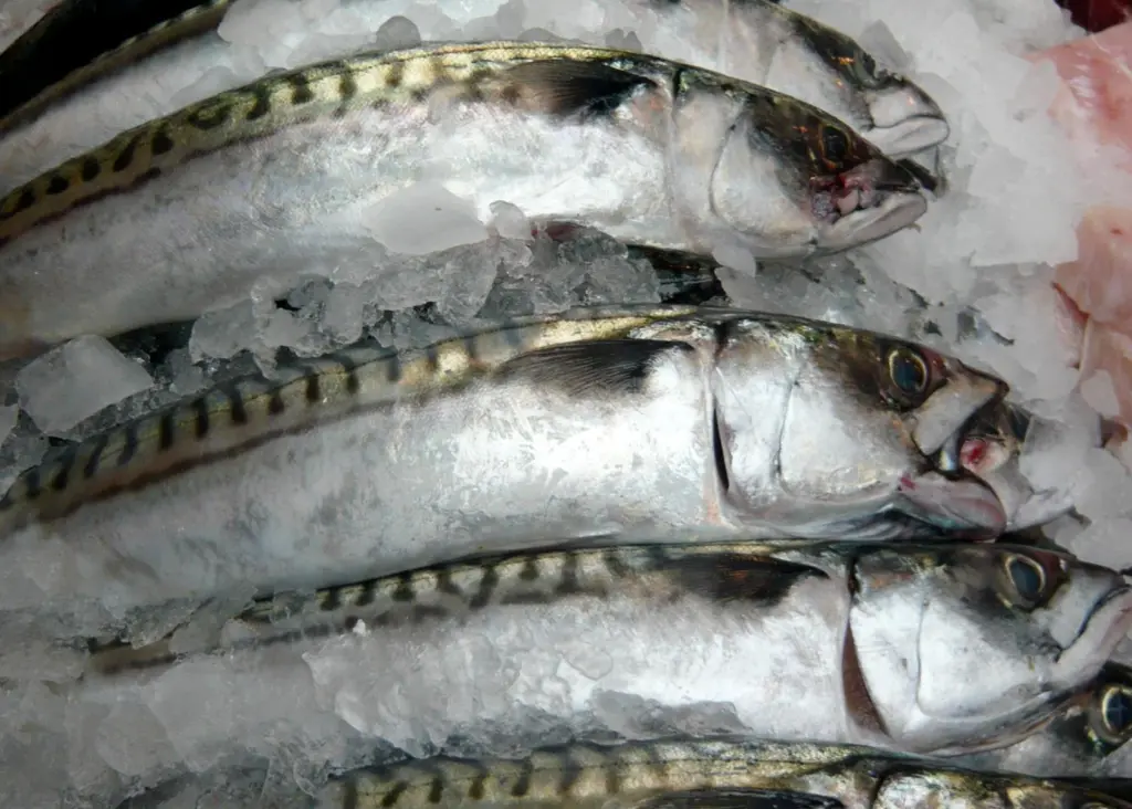 NEA mackerel