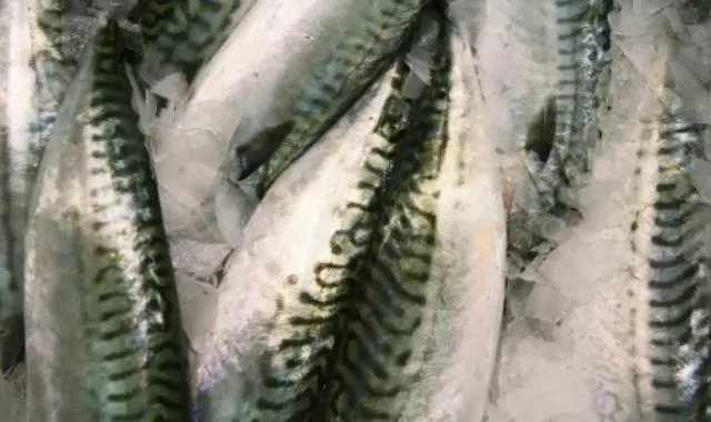 Northeast Atlantic mackerel