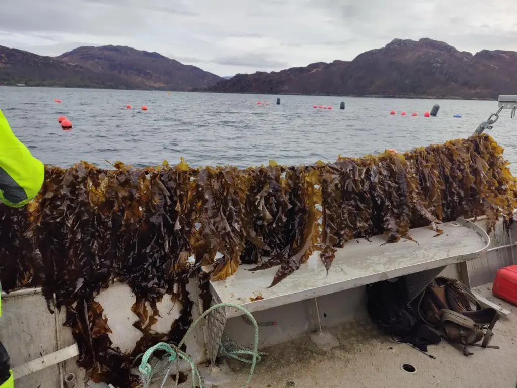 UK Seaweed