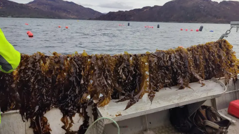 UK Seaweed