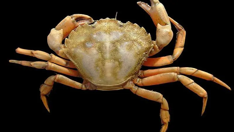 A close up image of the European Green Crab on a black background