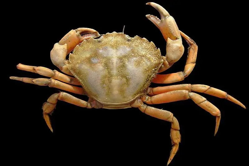 A close up image of the European Green Crab on a black background