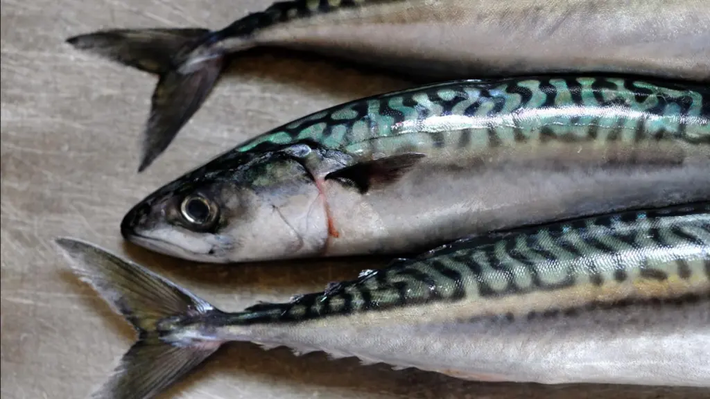 Mackerel