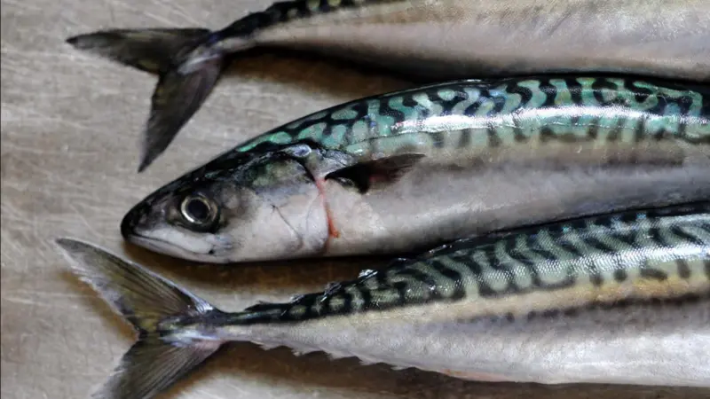 Mackerel