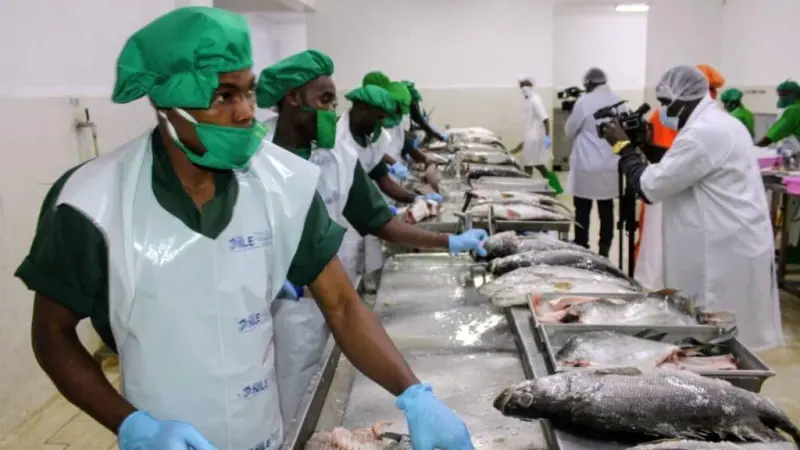 Workers in Tanzania processing fish