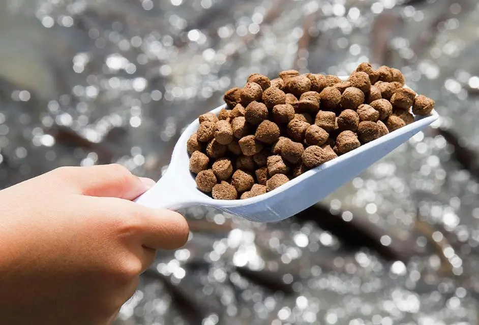 Mowi fish feed