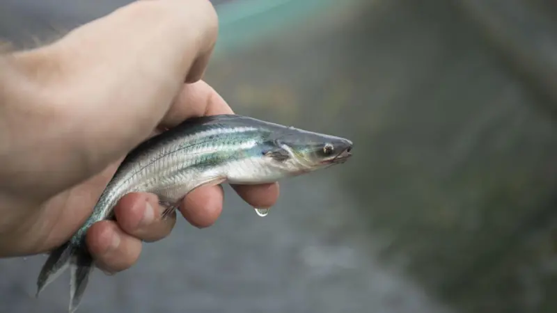 Juvenile pangasius