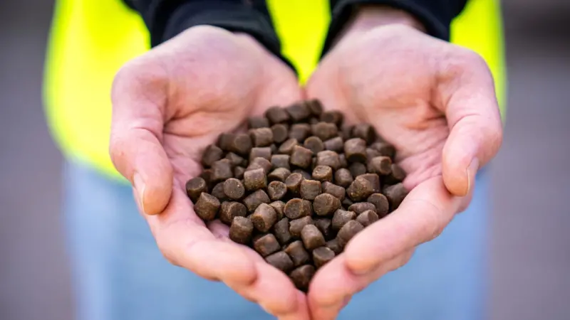 Fish feed