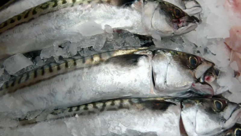 Icelandic mackerel