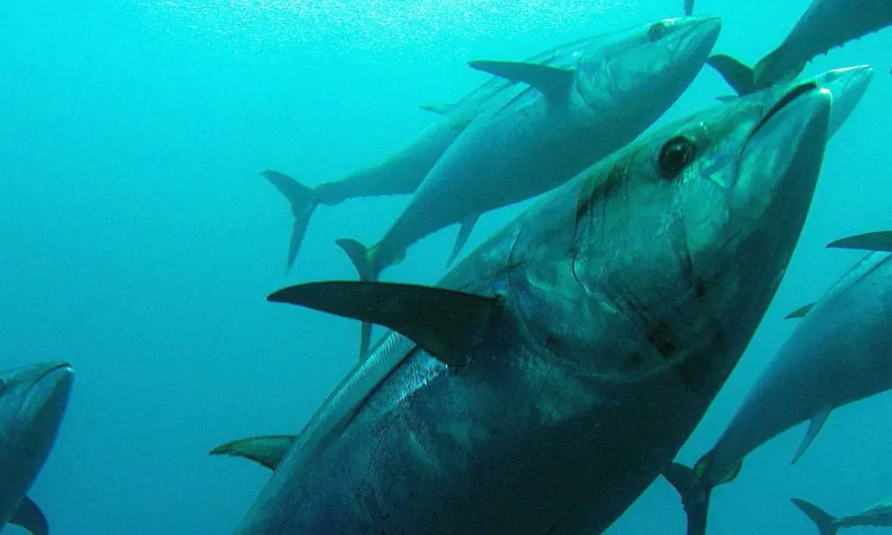 tuna