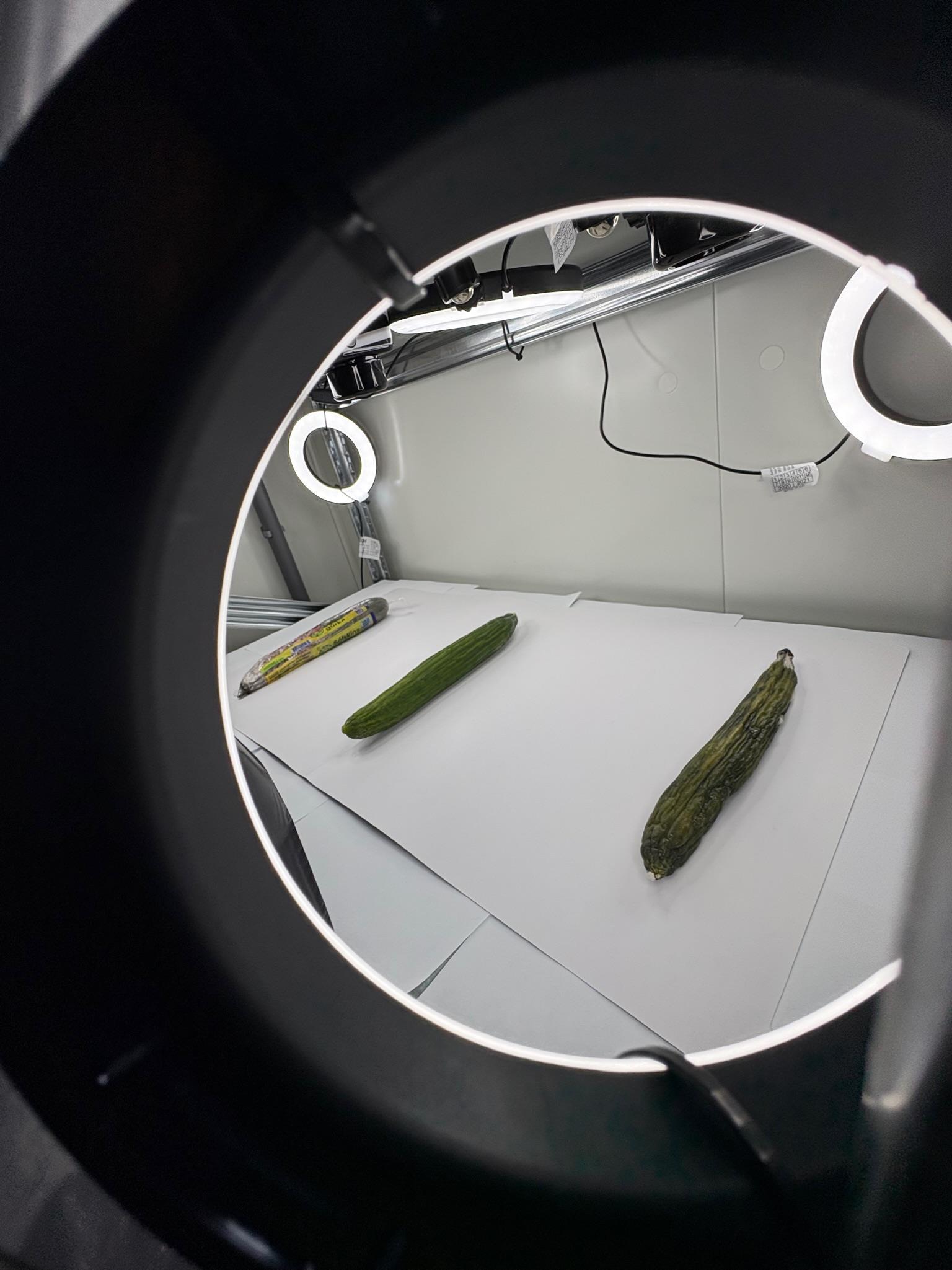 Marea cucumbers
