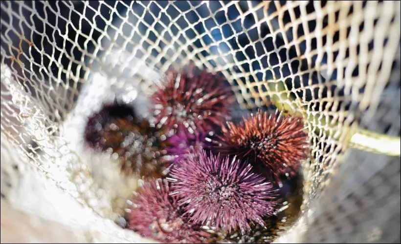 GFCM restorative aquaculture
