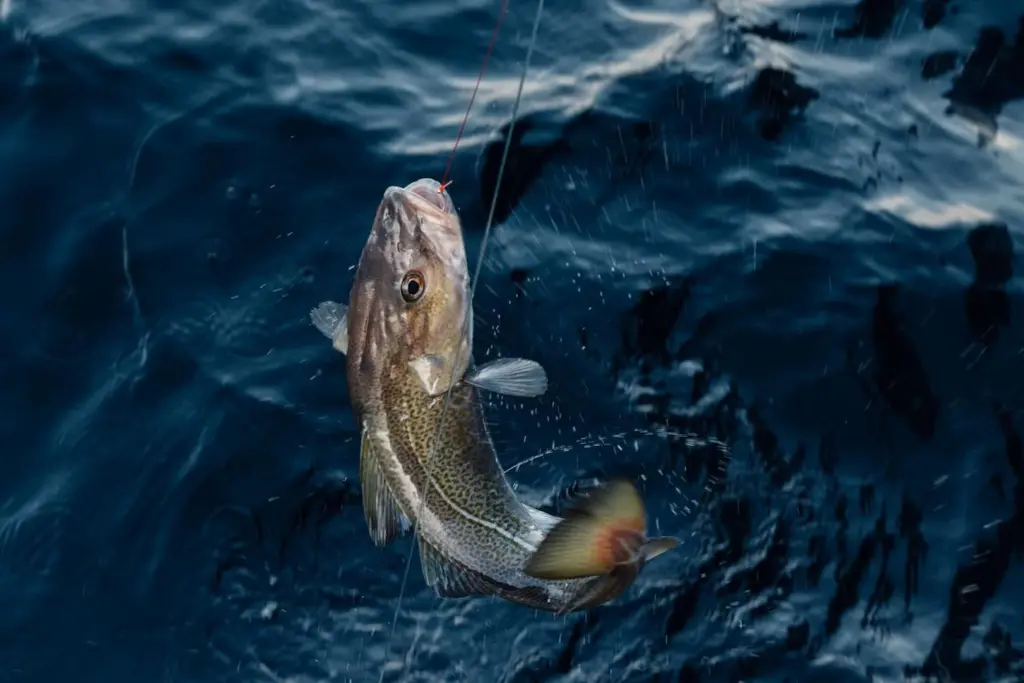 A supplied image of a Norwegian Skrei