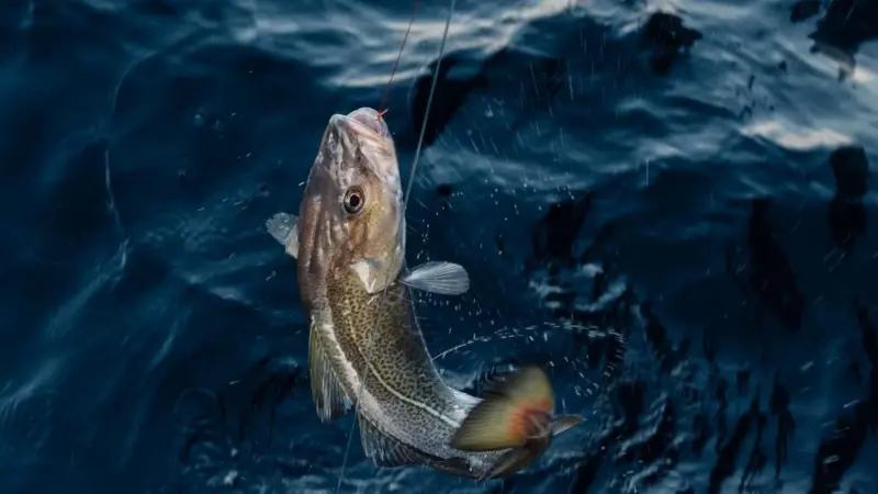 A supplied image of a Norwegian Skrei