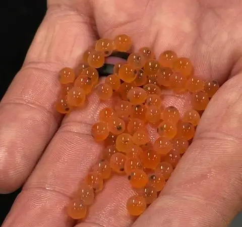 Trout eggs