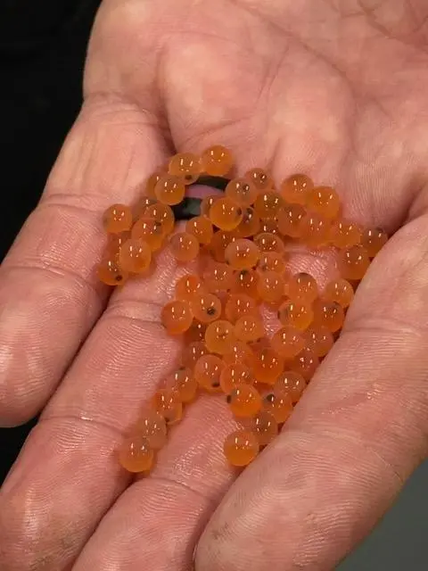 Trout eggs