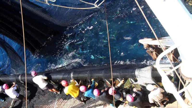 ISSF land-based tuna production