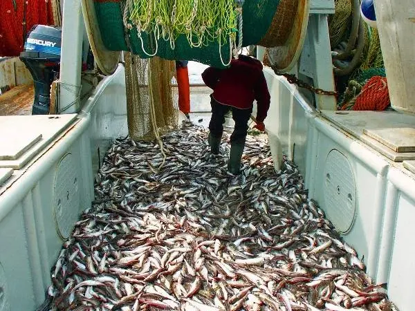 Alaska pollock catch
