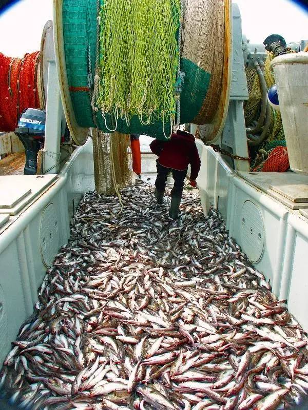 Alaska pollock catch