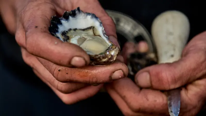 Farmer holding a rock oyster