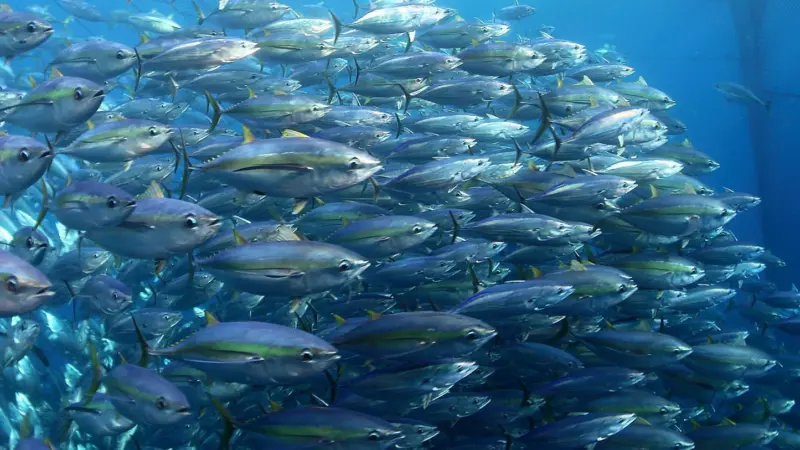 ISSF tuna