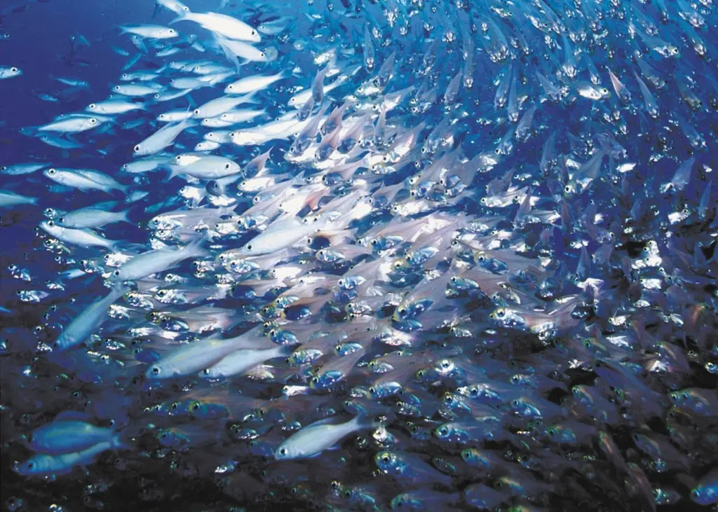 Fish shoal