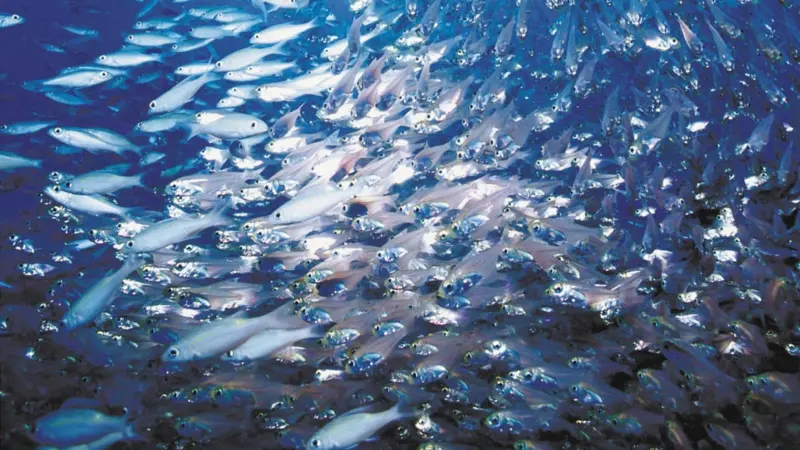 Fish shoal