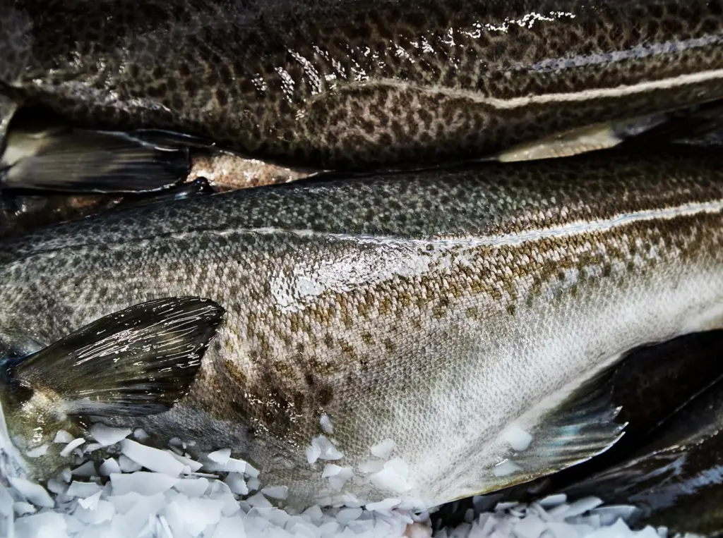 Icelandic cod