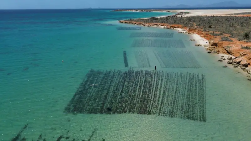 Longlines at the TIDE seaweed farm on Margarita Island, Venezuela