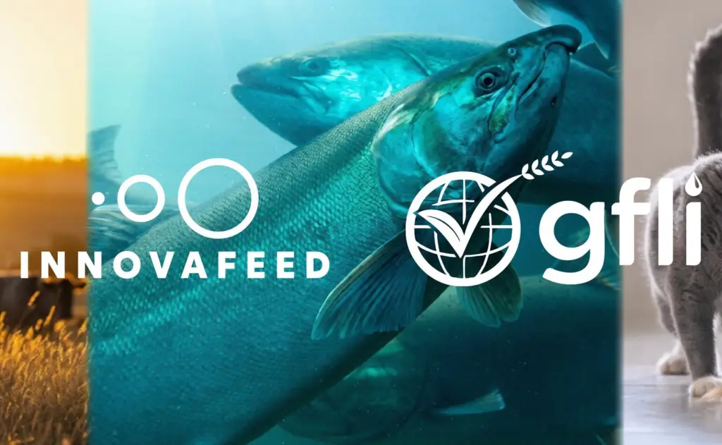 Innovafeed:GFLI