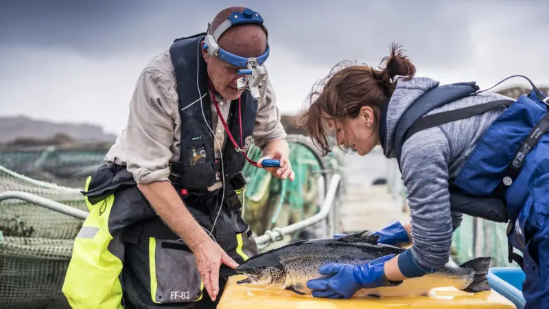 Salmon Scotland tech