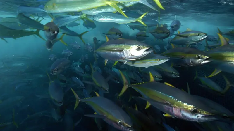 Yellowfin tuna