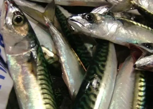 mackerel