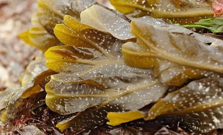 seaweed