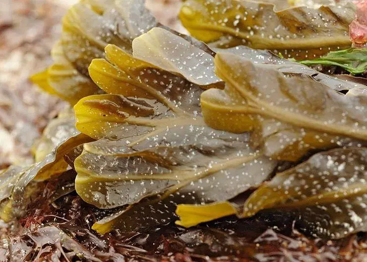 seaweed