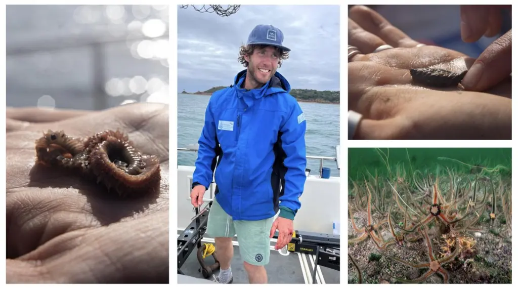 Dr Ben Harris, University of Exeter, and Brittle Star