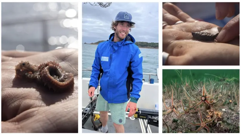 Dr Ben Harris, University of Exeter, and Brittle Star