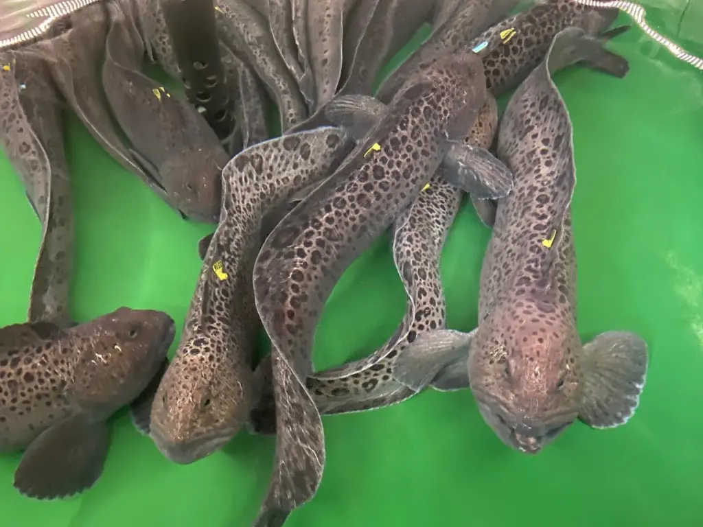 wolffish