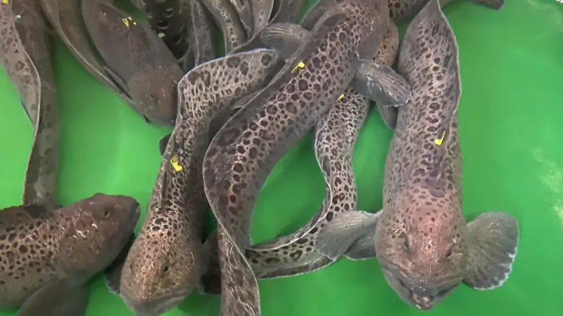 wolffish