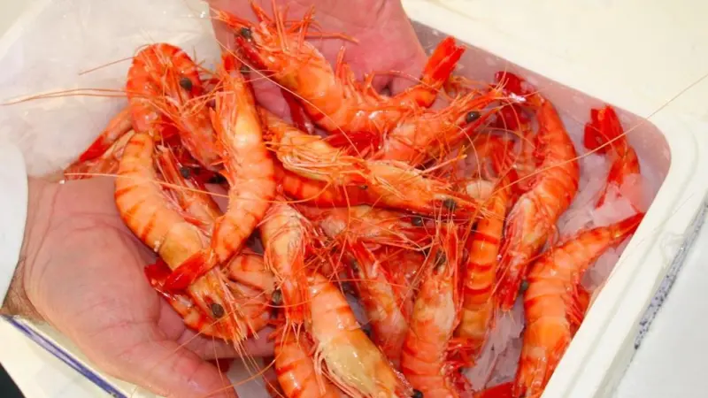 Hands holding cooked shrimp