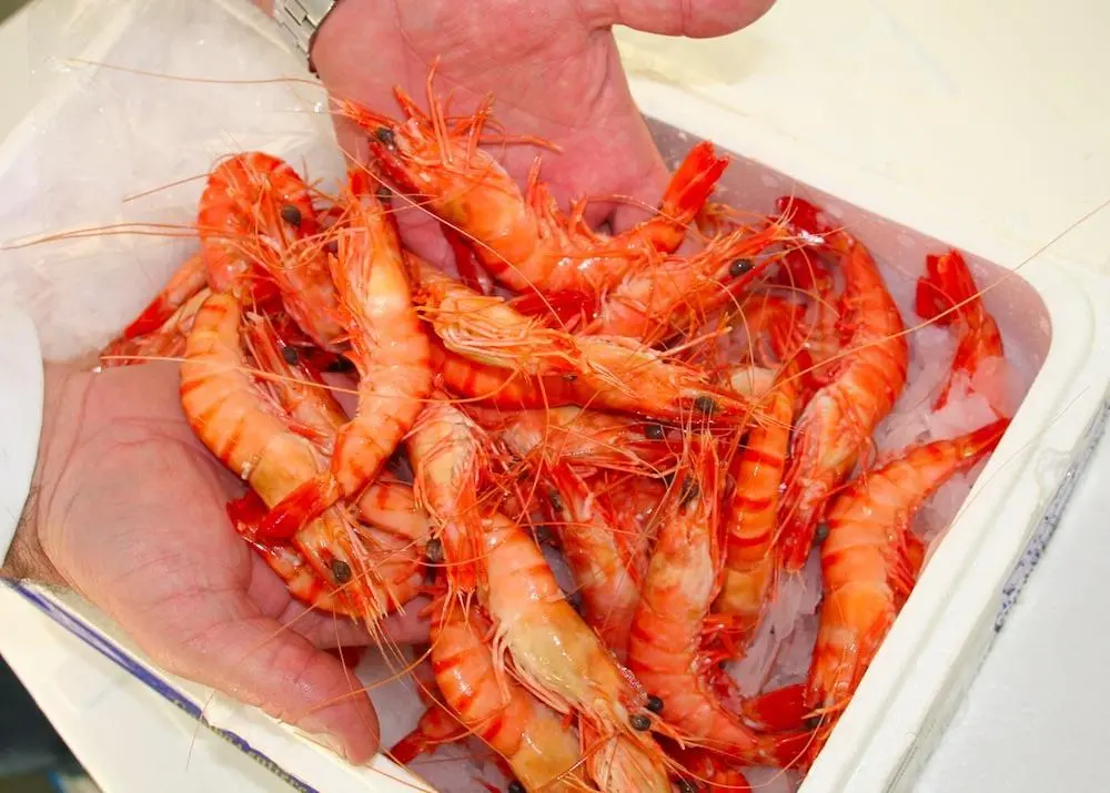 Hands holding cooked shrimp