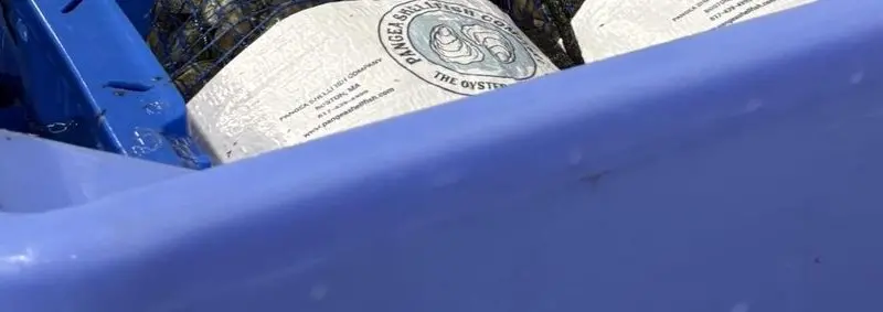 Part of a Saeplast fish box
