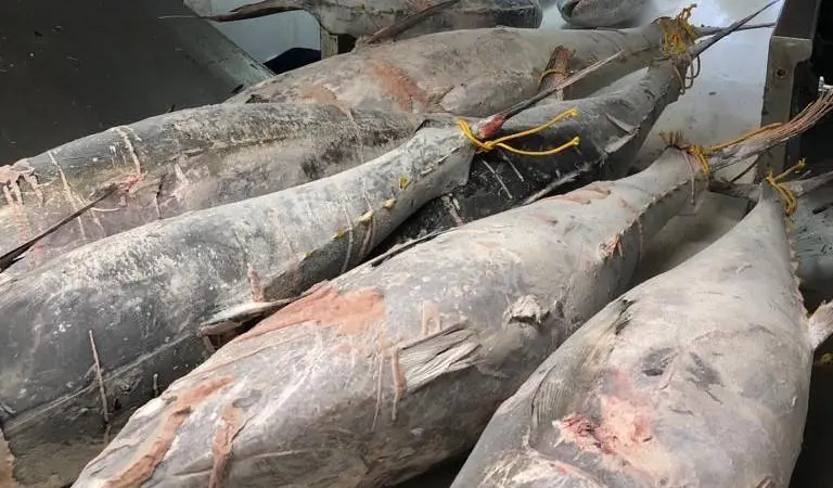 tuna