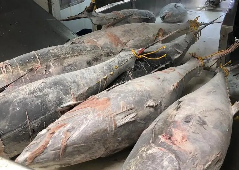 tuna