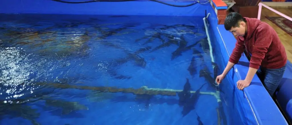 Indoors aquaculture pen with fish swimming in it