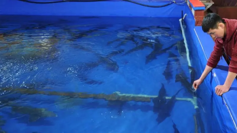 Indoors aquaculture pen with fish swimming in it