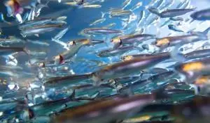 shutterstock_anchovies_1