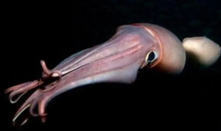 Jumbo flying squid